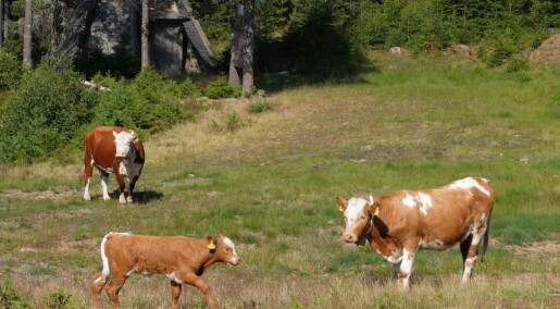 Norwegian farmers keep tabs on cattle with GPS Norwegian farmers keep tabs on cattle with GPS