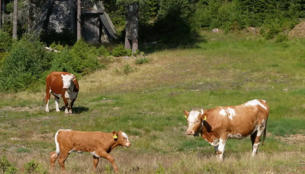 Grazing cows run into conflicts with forestry and cottage construction. Researchers think there's enough forestland for everyone. (Photo: Eivind Torgersen)