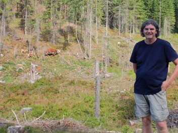 Morten Tofastrud heads into the woods to check on the cattle he has been studying for three summers. (Photo: Eivind Torgersen) Morten Tofastrud heads into the woods to check on the cattle he has been studying for three summers. (Photo: Eivind Torgersen)