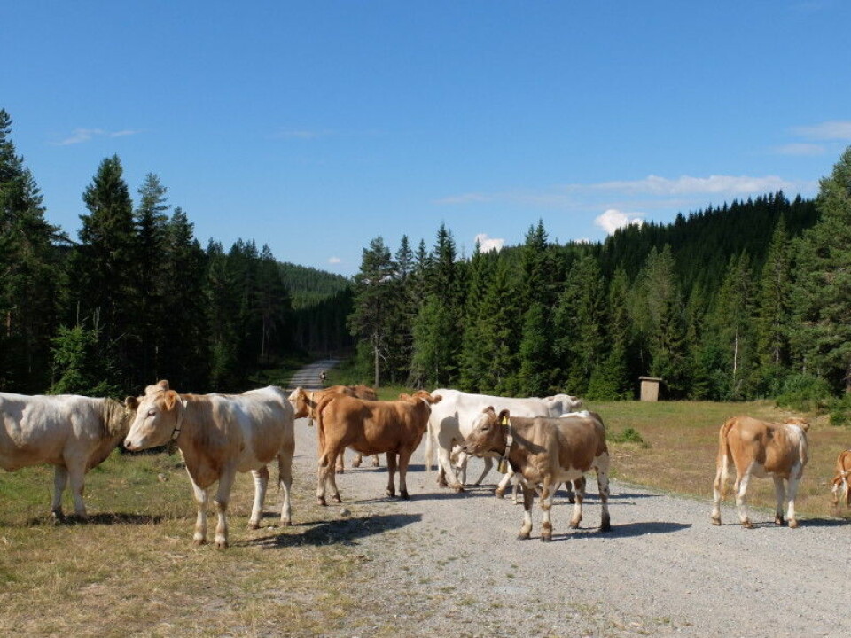 The cows like somewhat open areas best. (Photo: Eivind Torgersen)