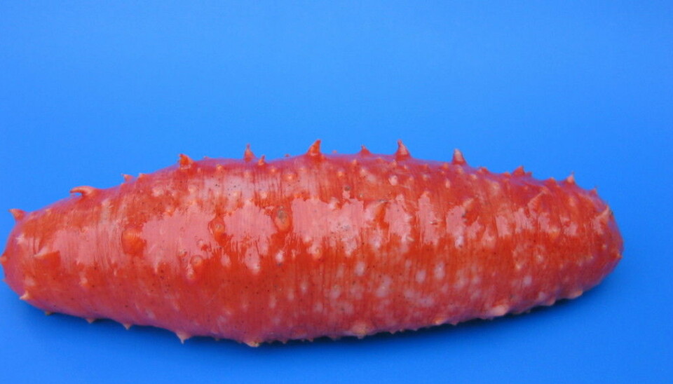 Sea cucumbers are rich in vitamins, minerals, and amino acids. They also contain calcium, an essential mineral that is low in the Asian diet. (Photo: Margareth Kjerstad / Møreforsking)