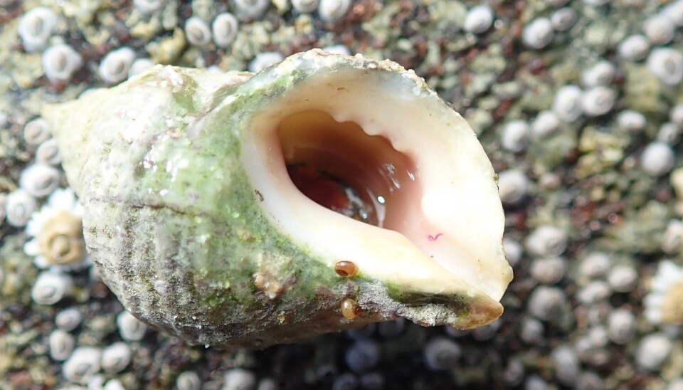 Dogwhelk with characteristic thick shell, where the last turn is 80 %. The shell has spiral shaped strips and downward ribs that form a square pattern. The opening is shaped like an outer thick lip, and the tagged edge shows adult individual. The siphon channel is short and marked. The thickness and shape vary, up to 4 cm height and over 2 cm width. The shell colour varies and reflect their food. The shell is white when it eats barnacles, and grayish when the snails have eaten blue mussel. (Photo: Lise Tveiten, NIVA.)