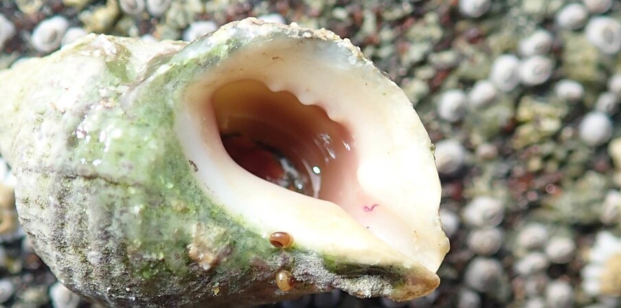 Restriction on pollution helps: Infertile snails have recovered along the Norwegian coast