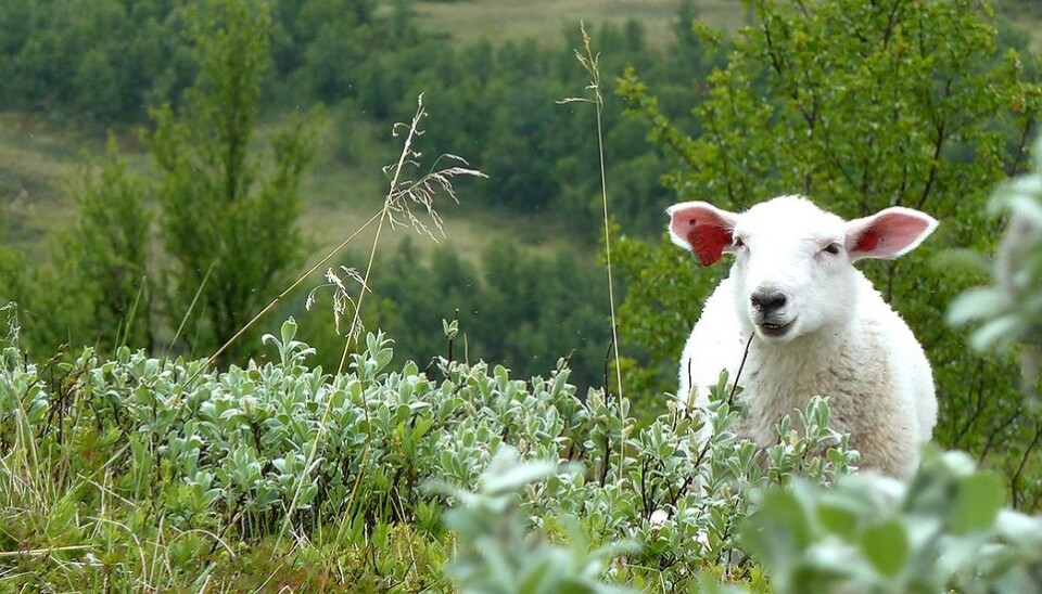 Animals affect nature when they graze. But where and how do they impact it the most? (Photo: Mia Vedel Sørensen, NTNU)