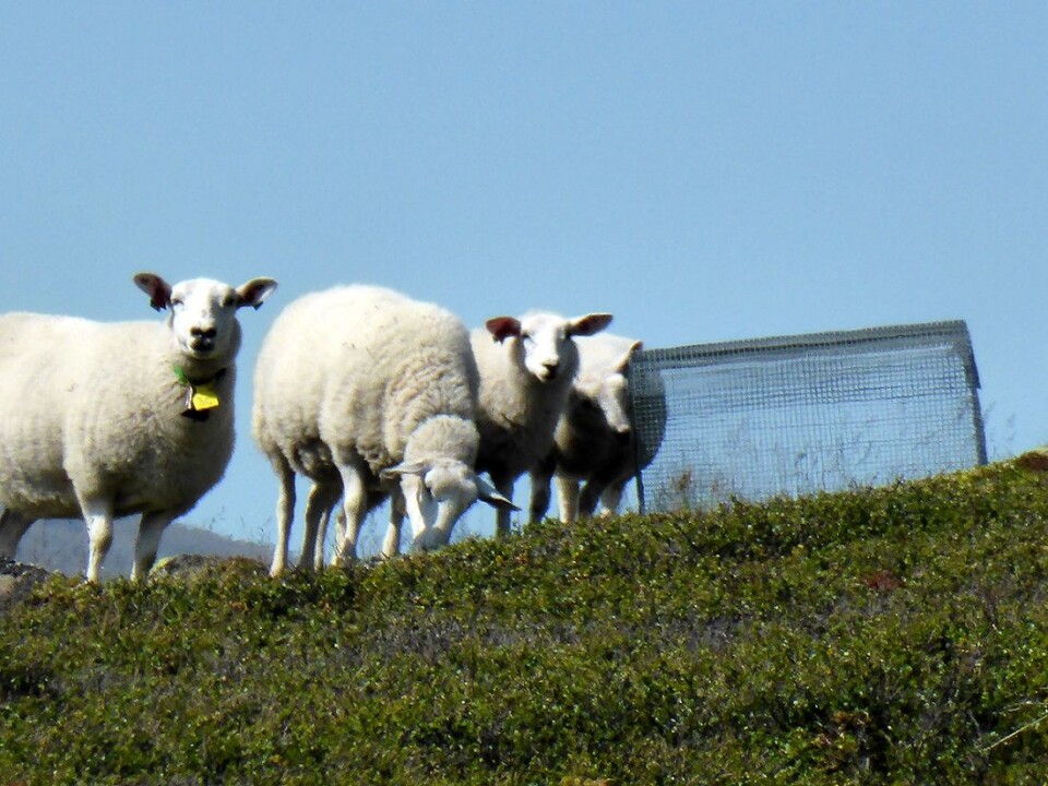 You can just hear the sheep thinking to themselves, “What are these weird cages?” (Photo: Mia Vedel Sørensen)