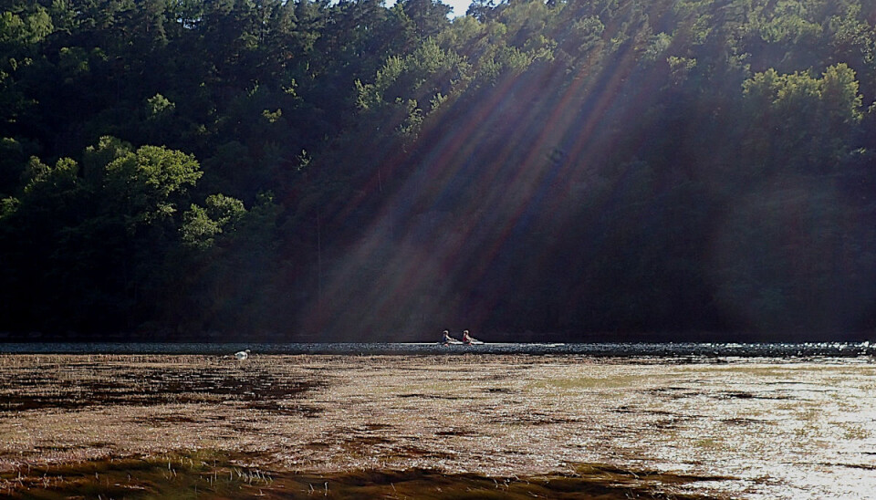 A swan is searching for food in the water plants, while the people in the boat are avoiding the plants. (Photo: Therese Fosholt Moe, NIVA)