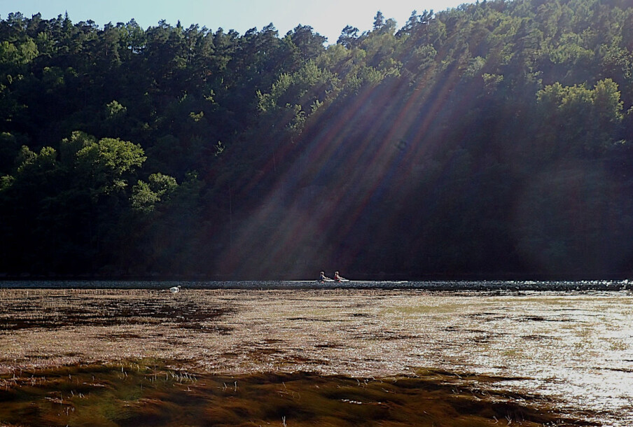 Quest to solve global water plant mystery