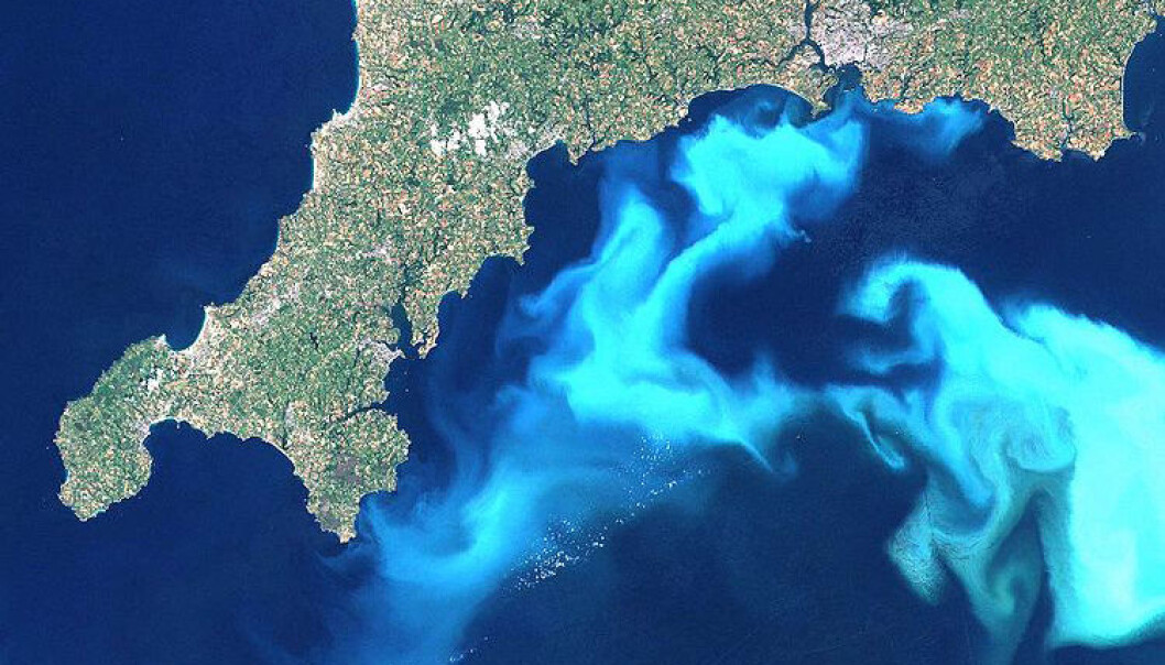 A satellitte photo of a bloom of the haptophyte Emiliania huxleyi, off Cornwall, England. (Photo: Wikimedia Commons/Steve Groom, Landsat) A satellitte photo of a bloom of the haptophyte Emiliania huxleyi, off Cornwall, England. (Photo: Wikimedia Commons/Steve Groom, Landsat)