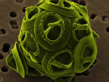 The marine haptophyte Gephyrocapsa oceanica, photographed in an electron microscope. (Photo: Wikimedia Commons/NEON, coloured by Richard Bartz) The marine haptophyte Gephyrocapsa oceanica, photographed in an electron microscope. (Photo: Wikimedia Commons/NEON, coloured by Richard Bartz)