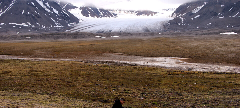 Warmer winters in Svalbard are not good for plants