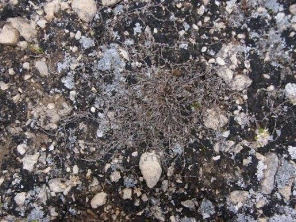The flora on Spitsbergen is not benefiting from warmer winters. The photograph shows a dead purple saxifrage. (Photo: Jarle W. Bjerke)