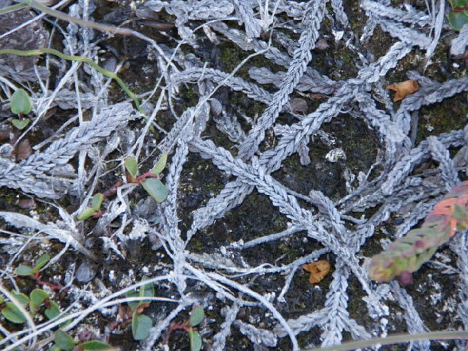 White arctic bell-heather sprouts, in different colours. (Photo: Jarle W. Bjerke)