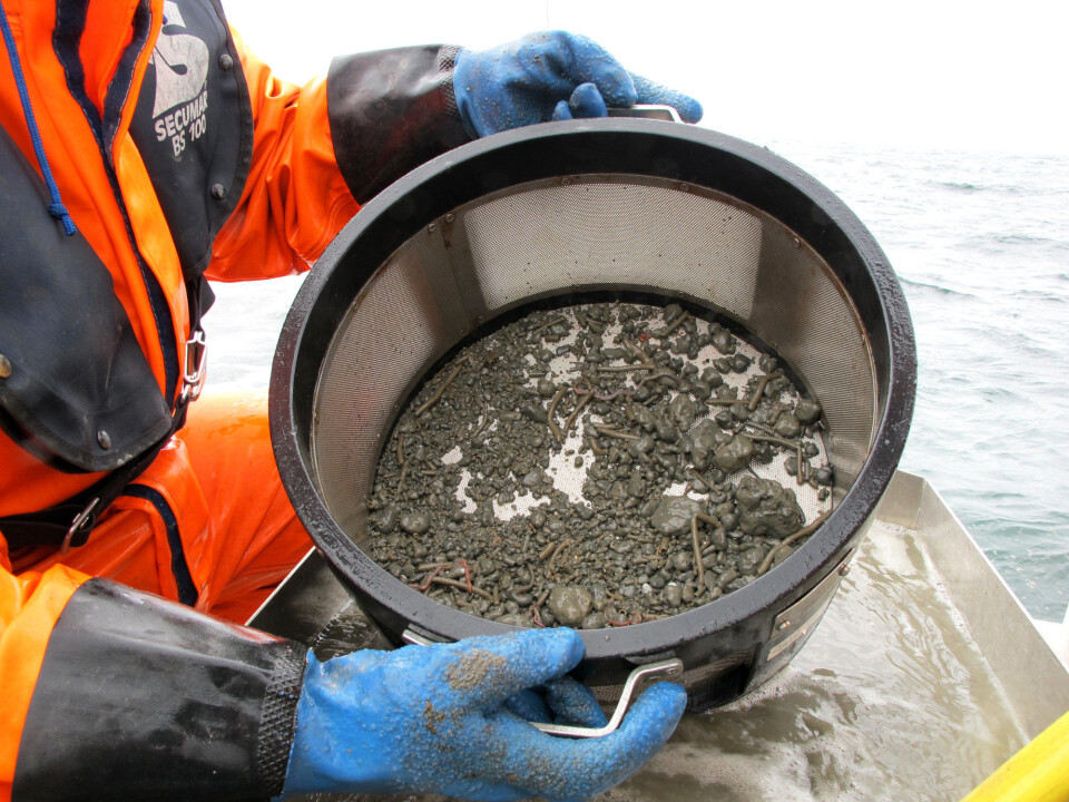 Recently published NIVA research shows that in Skagerrak, the status of soft bottom communities improved between 1990 and 2010. During the 20-year period, tube-building annelids increased at all stations. (All photos: NIVA)