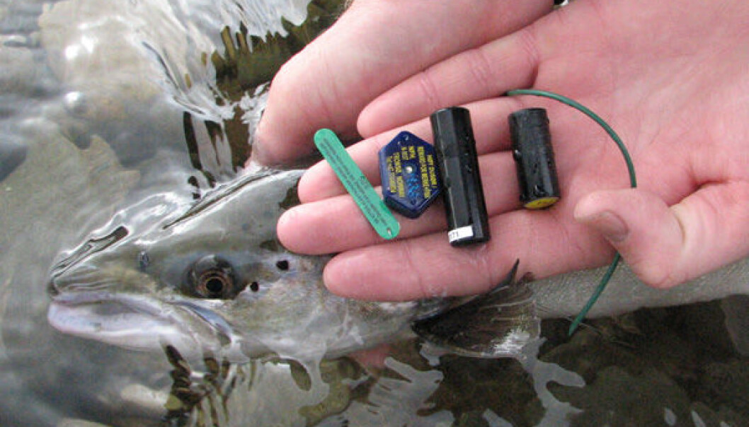 Transmitter tagging yields new insights about the salmon in the Alta River. (Photo: Audun Rikardsen) Transmitter tagging yields new insights about the salmon in the Alta River. (Photo: Audun Rikardsen)
