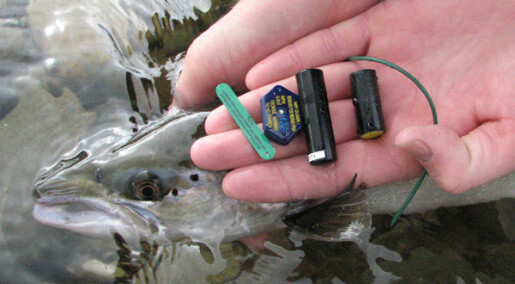 Old spawners important for salmon rivers
