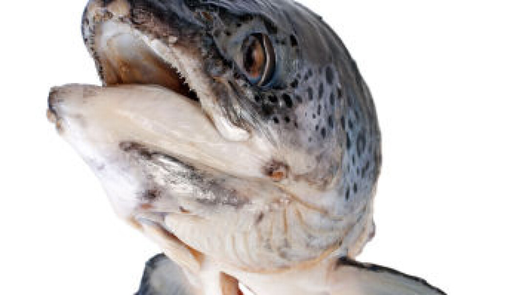 When there are low levels of marine omega-3 fatty acids in the diet, salmon store them and may even produce more. (Photo: iStockphoto) When there are low levels of marine omega-3 fatty acids in the diet, salmon store them and may even produce more. (Photo: iStockphoto)