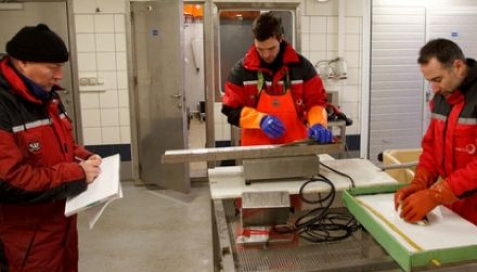 Bjørn-Steinar Sæther, Ronny Jakobsen and Chris Noble in action, looking for injuries on farmed cod. (Photo: Tor Evensen, Nofima)