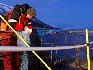Scientists can now give recommendations on how fish farming industries can improve daily husbandry practices to minimise damage to their fish (Photo: Tor Evensen, Nofima) Scientists can now give recommendations on how fish farming industries can improve daily husbandry practices to minimise damage to their fish (Photo: Tor Evensen, Nofima)