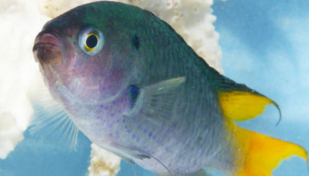 A team of researchers has discovered how fish respond to increased levels of CO2 in sea waters. (Photo: Göran Nilsson) A team of researchers has discovered how fish respond to increased levels of CO2 in sea waters. (Photo: Göran Nilsson)