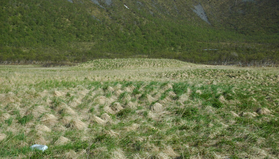 A well-protected farm mound in Kjerringvik in Troms county. There has been no activity since the farm was abandoned. The mound could have some fantastic cultural history hidden beneath, says Knut Paasche. (Photo: Troms municipality/Harald G.Johnsen)