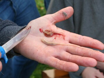 De worm kan relatief groot zijn. Deze twee werden gevonden in de sinus van een pas geslacht rendier. (Foto: Arne Nyaas)