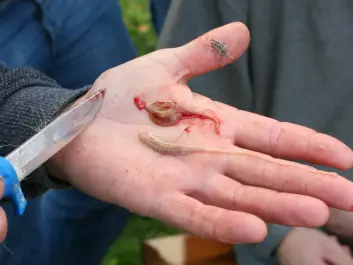 The worm can be relatively large. These two were found in the sinus of a newly slaughtered reindeer. (Photo: Arne Nyaas)