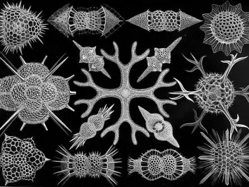 Radiolarians of the Acanthophracta sub-group, from Ernst Haeckel’s atlas <em>Art Forms in Nature</em> 1899-1904 (Illustration: Ernst Haeckel)