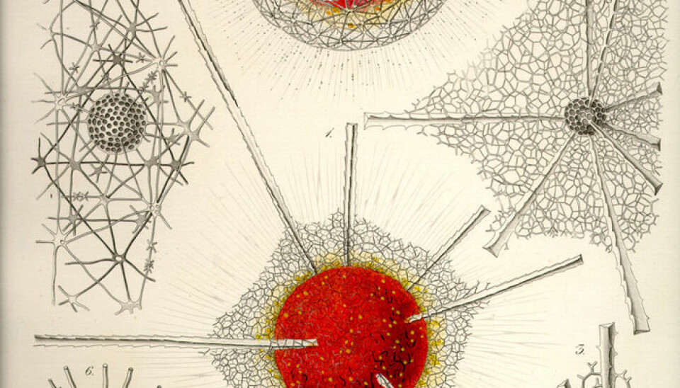 Copper plate number 26 in Ernst Haeckel's book on Radiolarians (Illustration: Ernst Haeckel: Die Radiolarien, 1862)