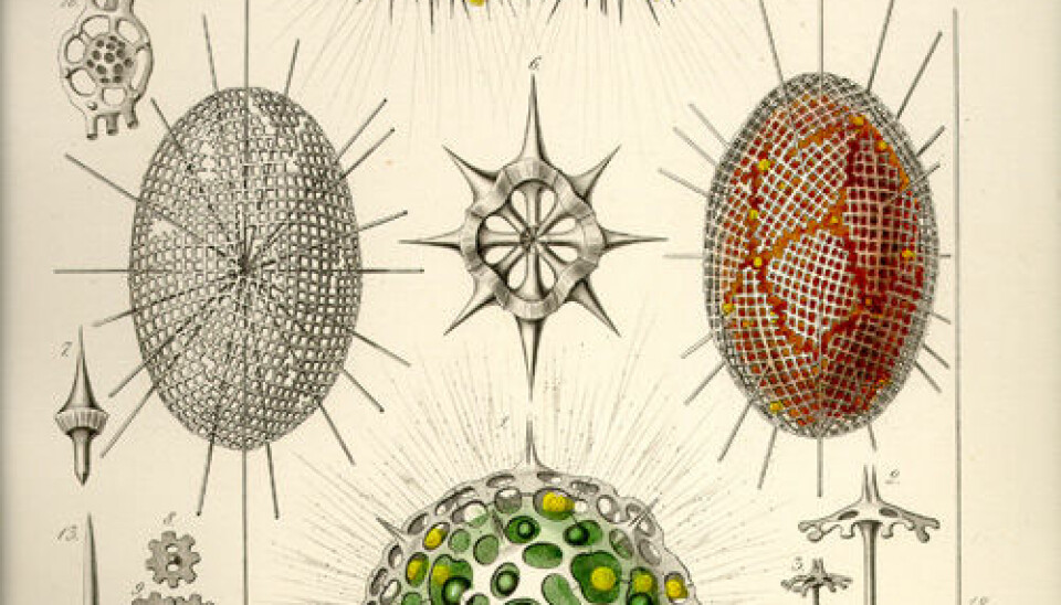 Copper plate number 22 in Ernst Haeckel's book on Radiolarians (Illustration: Ernst Haeckel: Die Radiolarien, 1862)