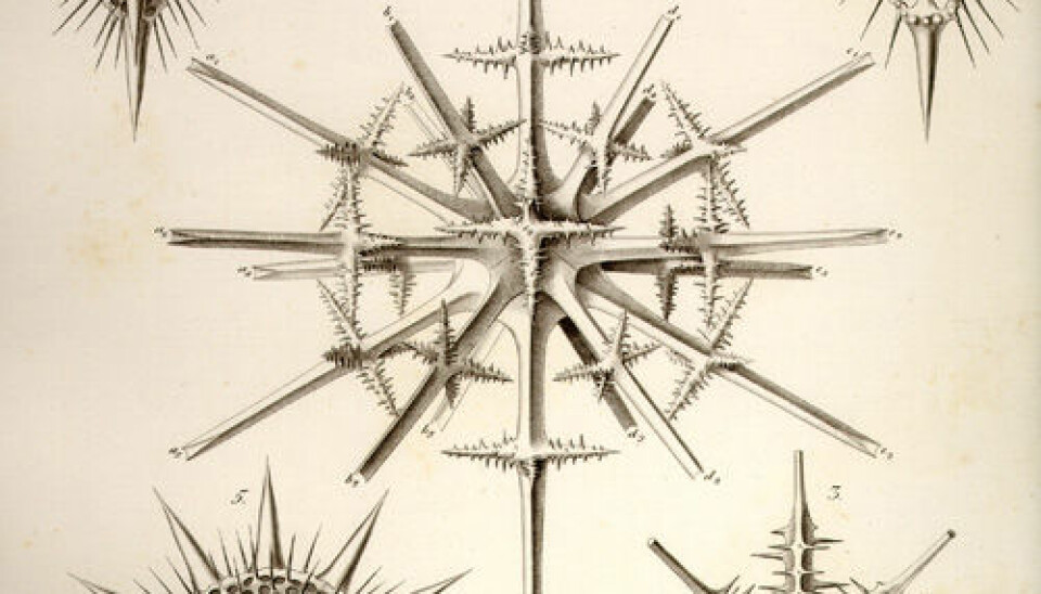 German Ernst Haeckel published a beautifully illustrated book about Radiolarians in 1862. This is number 17 of the copper plates that came with the book. (Illustration: Ernst Haeckel: Die Radiolarien, 1862)
