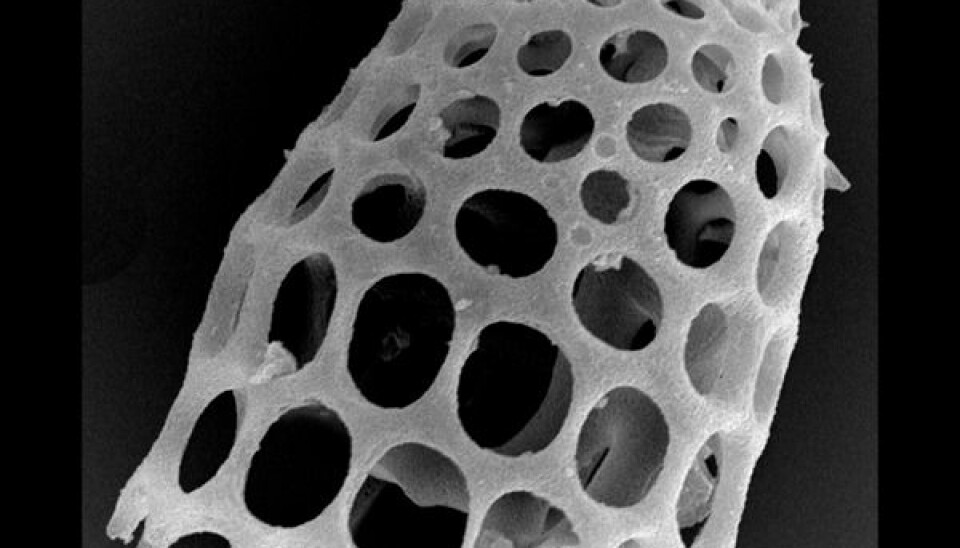 Artostrobus joergenseni Petrushevskaya, fossil Radiolarian from Holocene. (Photo: Kjell Rasmus Bjørklund, Natural History Museum, University of Oslo)