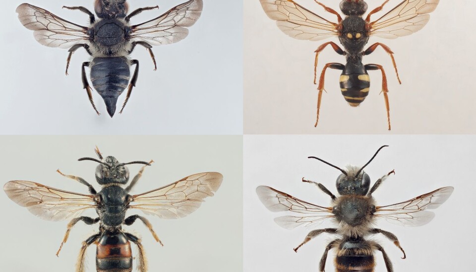 The Pine cone bee (Coelioxys lanceolata), Marsham's nomad bee (Nomada marshamella) Mason bee (Osmia maritima) and the gipsy rose bee (Andrena hattorfiana) (Photo: Arnstein Staverløkk/NINA)