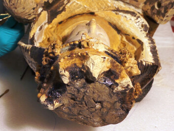 At the base of the Holdhus Madonna’s crown is a puddle of dried tar. Why the tar ran down the figure is unclear. (Photo: Arnfinn Christensen) At the base of the Holdhus Madonna’s crown is a puddle of dried tar. Why the tar ran down the figure is unclear. (Photo: Arnfinn Christensen)
