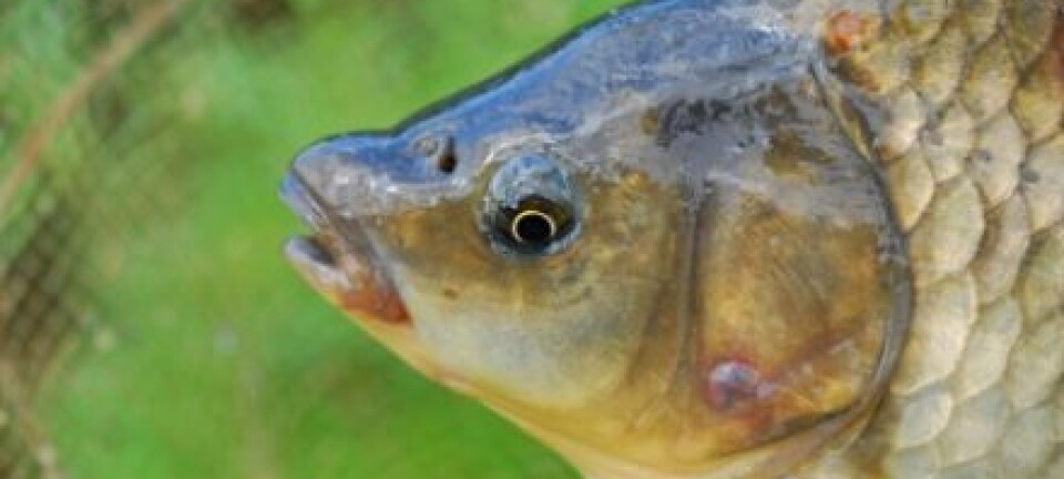 Nanoparticles impact fish through the food chain