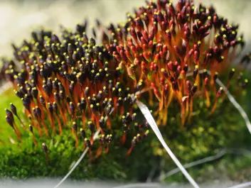 Black fruited stink moss, or Tetraplodon mnioides is the commonest moss in Norway that thrives on the dead lemmings. It grows on animal carcasses, reindeer and moose antlers, hair, excrement and regurgitated pellets from owls and other birds of prey. (Photo: Tommy Prestø/NTNU)