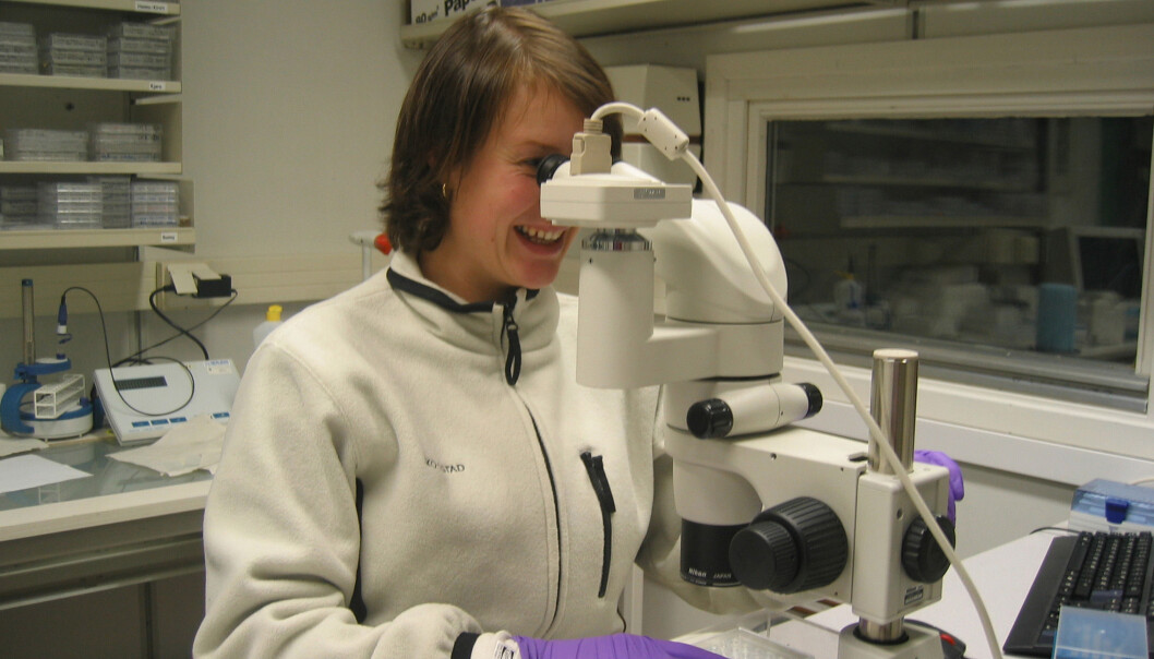 It is very time consuming to create crystals from proteins. In addition, there is no guarantee that the scientist will succeed. (Photo: NorStruct)
It is very time consuming to create crystals from proteins. In addition, there is no guarantee that the scientist will succeed. (Photo: NorStruct)