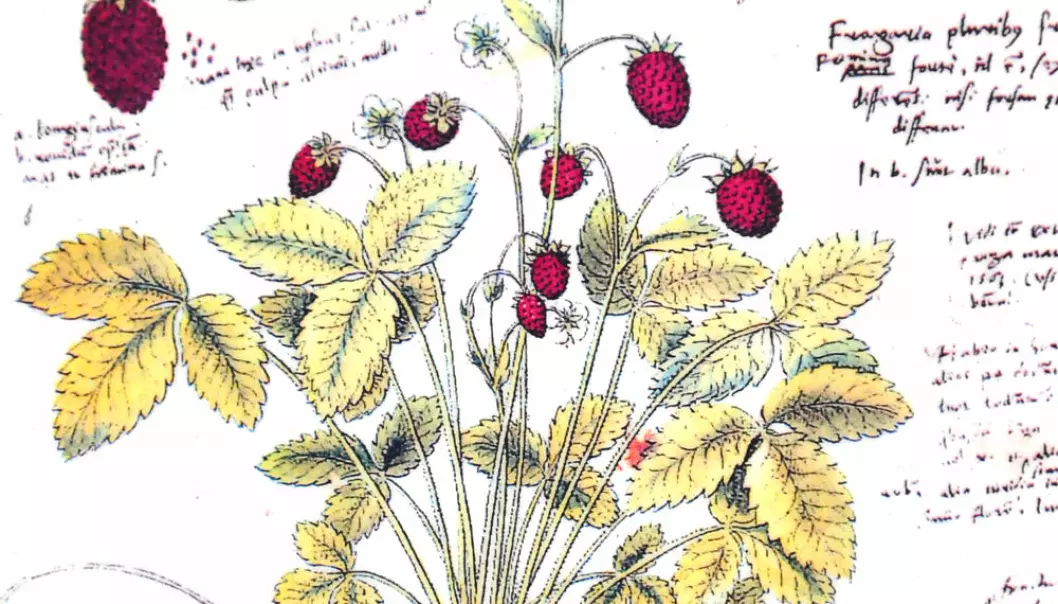 Wild strawberries. This drawing was probably made by Conrad Gesner around 1555-1565, but it wasn’t published until 1750. (Photo: Roland zh/Wikimedia Commons)