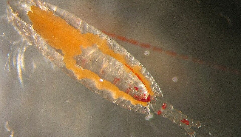 Calanus hyperboreus live in the coldest waters. In autumn they sink to the seabed, rising to the surface in spring to graze on phytoplankton. (Photo: David Pond)
