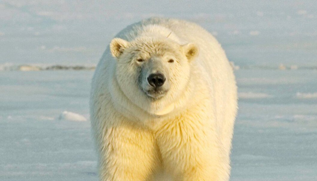 Polar bears have a double problem with chemicals that are fat-soluble, because they are at the very top of the food chain, and because they eat seals which are very rich in fat. (Photo: Colourbox) Polar bears have a double problem with chemicals that are fat-soluble, because they are at the very top of the food chain, and because they eat seals which are very rich in fat. (Photo: Colourbox)