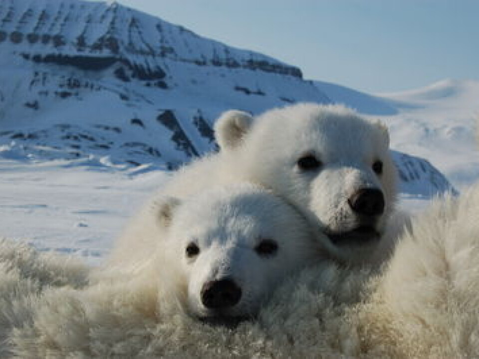 PCB might affect the polar bears' chance of survival in the Arctic (Photo: Jenny Bytingsvik)