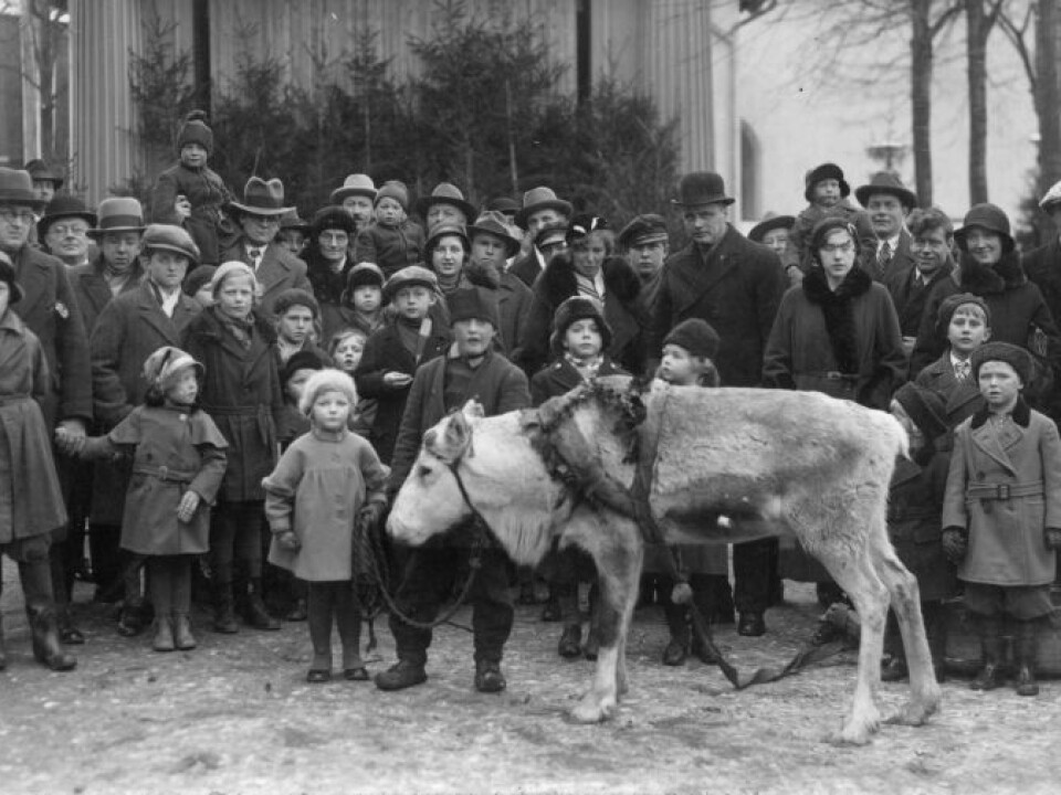 'Trygve Danielsen with reindeer in Odense, circa 1933' (Source: private photo)