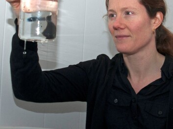 Elisabeth Halvorsen is supervising egg production of the Calanus hyperboreus she brought home with her from the expedition. (Photo: Rudi Caeyers) Elisabeth Halvorsen is supervising egg production of the Calanus hyperboreus she brought home with her from the expedition. (Photo: Rudi Caeyers)