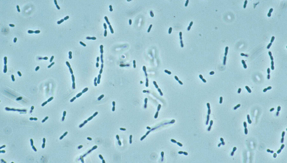 Methylobakter tundripaludum. (Photo: Mette Svenning)
