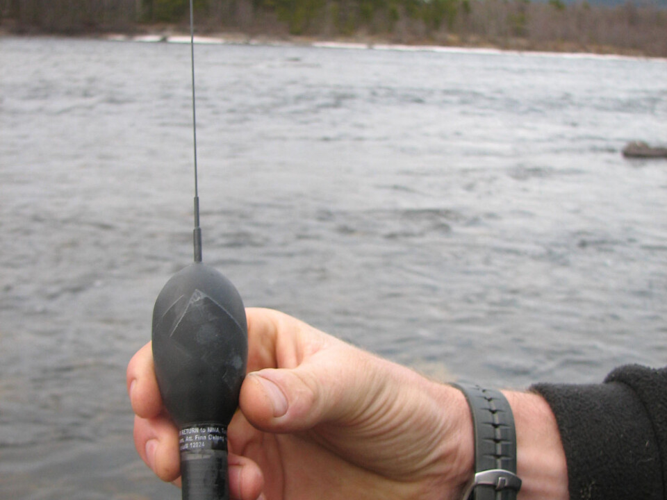 This little 'computer' is attached to the salmon's back and enables scientists to track it by satellite. (Photo: Salmotrack)