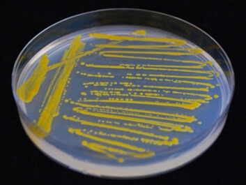 Smears of microorganisms taken from the sea (Photo: Nils Peder Willassen, University of Tromsø) Smears of microorganisms taken from the sea (Photo: Nils Peder Willassen, University of Tromsø)