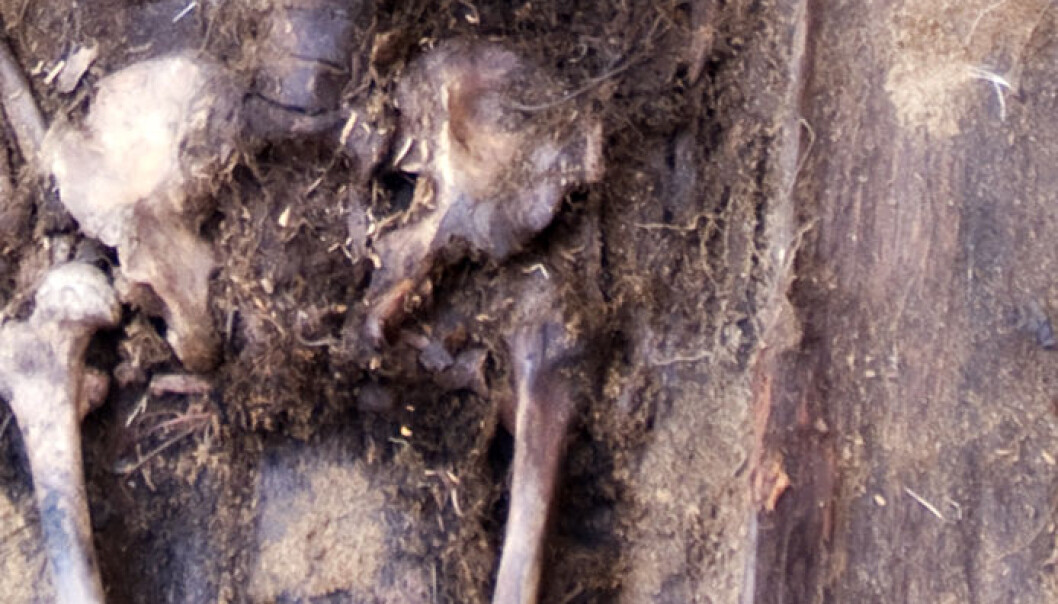 The remains of a young man who was autopsied tell a story of the earliest public health services in Finnmark. (Photo: Asgeir Svestad)
The remains of a young man who was autopsied tell a story of the earliest public health services in Finnmark. (Photo: Asgeir Svestad)