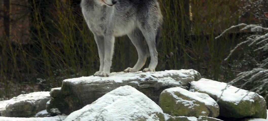 Wolves endangered by illegal hunt