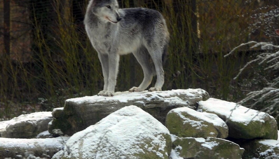 The wolf population of Sweden and Norway is falling victim to a massive illegal hunt, according to researchers. (Photo: Colourbox) The wolf population of Sweden and Norway is falling victim to a massive illegal hunt, according to researchers. (Photo: Colourbox)