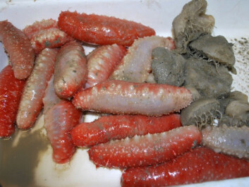 These sea cucumbers have been opened and sampled in the hope of discovering fascinating organisms in their intestinal tracts (Photo: Marcin Pierechod, University of Tromsø) These sea cucumbers have been opened and sampled in the hope of discovering fascinating organisms in their intestinal tracts (Photo: Marcin Pierechod, University of Tromsø)