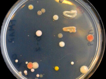 Petri dishes with raw smears. The samples from the sea have grown for several weeks at a temperature of 4° C. Oddities pop up in all colours! (Photo: Nils Peder Willassen, University of Tromsø) Petri dishes with raw smears. The samples from the sea have grown for several weeks at a temperature of 4° C. Oddities pop up in all colours! (Photo: Nils Peder Willassen, University of Tromsø)